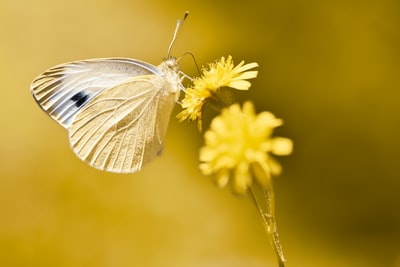 白色和黑色的蝴蝶栖息在黄色的花在近距离摄影白天